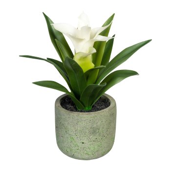 Guzmania, ca. 17cm, White, In Cement Pot 7x6,5cm with Soil