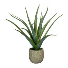 Aloe x16, ca 48cm grün, im