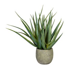 Aloe x37, ca 48cm green, in cement pot grey 14,5cm, with soil,