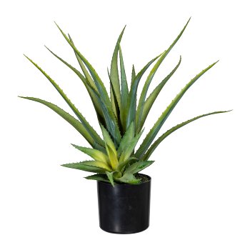 Aloe x2, ca 48cm green, in plastic pot 12x11cm black, with earth