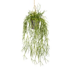 Rhipsalishanger ca 60cm green, in plastic hanging pot 10x10cm grey, with earth
