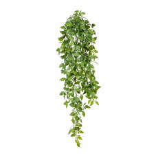 Epipremnum miniature leaf