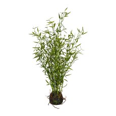 Bambus Miniblatt ca 60cm, im Moosballen m. Wurzeln 9x8cm, grün