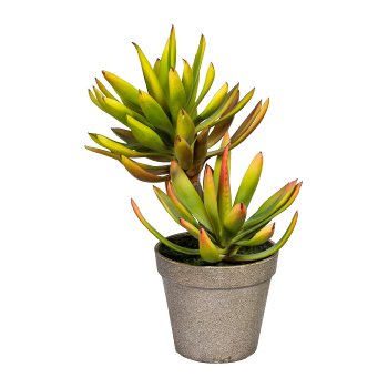 Aloe plicatilis x2, ca 30cm green-brown, in plastic pot brown 12x11cm, with soil