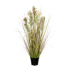 Rispenhirse x5, ca 95cm,