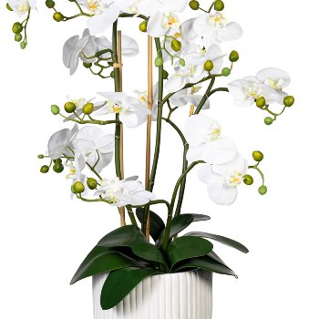 Orchid Phalaenopsis x12, ca 110cm, white, Real Touch, 12 leaves, with earth, in ceramic