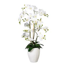 Orchidee Phalaenopsis x12, ca