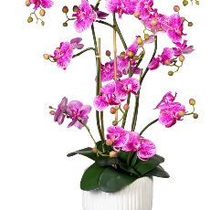 Orchidee Phalaenopsis x12, ca 110cm, lilapink, Real Touch, 12 Bl., m. Erde, in Keramik