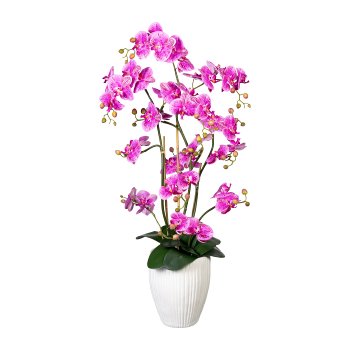 Orchidee Phalaenopsis x12, ca 110cm, lilapink, Real Touch, 12 Bl., m. Erde, in Keramik