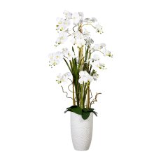 Phalaenopsis arrangement, ca