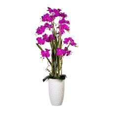 Phalaenopsis arrangement, ca