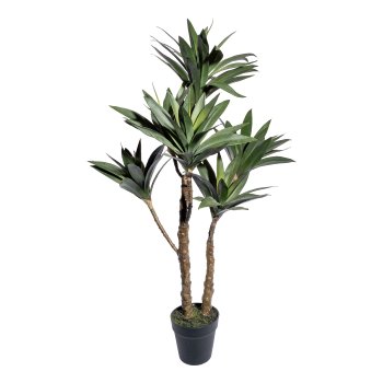 Yucca plant x6, 2 trunks ca 90cm, plastic green, in plastic pot 12.5x11cm, with