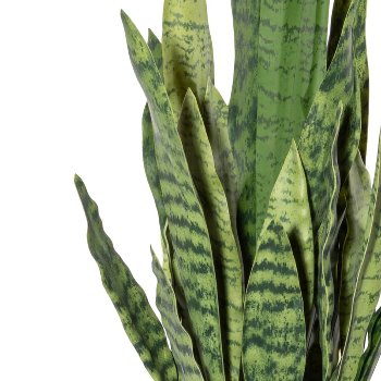 Sansevieria x9, ca 70cm, green, plastic, in melamine pot 17.5x16cm, with soil