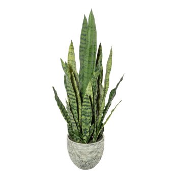 Sansevieria x9, ca 70cm, green, plastic, in melamine pot 17.5x16cm, with soil