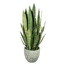 Sanseveria x10, ca 80cm, green