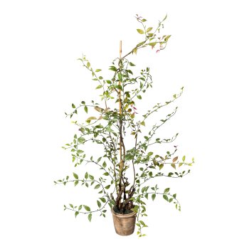 Lonicera japonica (Honeysuckle) ca 100cm, plastic green, in cement pot