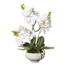 Orchid Phalaenopsis x3, ca