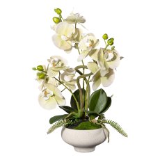 Orchid Phalaenopsis x3, ca