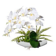 Orchid Phalaenopsis x2, ca