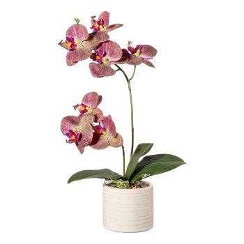 Orchidee Phalaenopsis x2, ca 45cm grünlila, Real Touch, m. Blätter u. Wurzel im