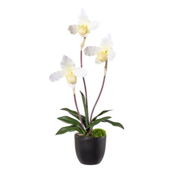Orchidee Frauenschuh x3, ca 45cm cremegrün, Real Touch, m. Blätter u. Wurzel im M
