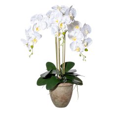 Orchid Phalaenopsis x3, ca 75cm white, w. leaves and root in terracotta pot 20,5x20cm