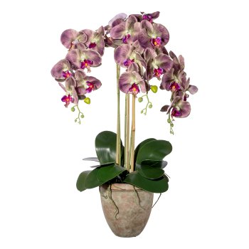 Orchidee Phalaenopsis x3, ca 75cm grünlila,m. Blätter u. Wurzel im Terracottatopf