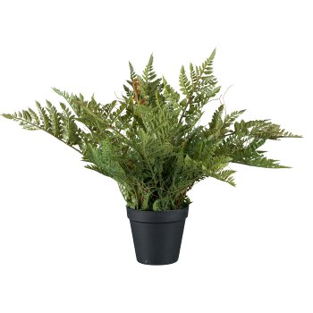 fern bush, ca 40cm, plastic, in plastic pot 10.5x10.5cm