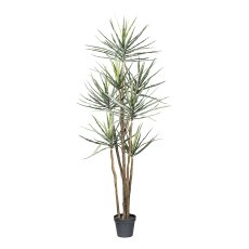 Yucca gloriosa x7, ca 210cm