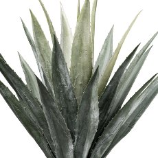 Agave x24 on trunk, ca 100cm green, in plastic pot 15.5x13cm with soil