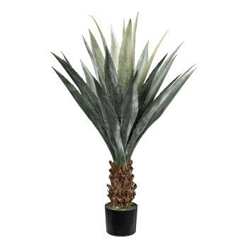 Agave x24 on trunk, ca 100cm green, in plastic pot 15.5x13cm with soil