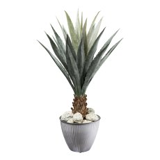 Agave x24 on trunk, ca 100cm green, in plastic pot 15.5x13cm with soil