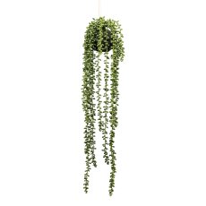 Seneciohänger, ca 65cm grün, im Erdballen schwarz 10x8cm