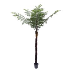 Black tree fern x7, ca 330cm green in plastic pot 27x24cm, with soil