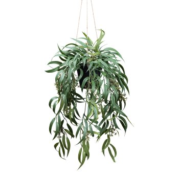 Eucalyptus globolus with fruiting head ca 65cm,plastic in plastic hanger 12x11cm