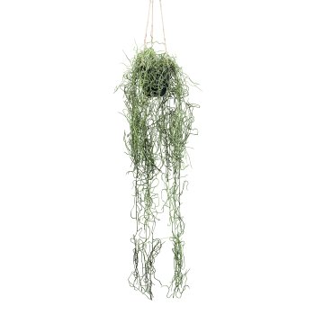 Tillandsia hanger, ca 80cm green, plastic, in hanging pot 11x10cm