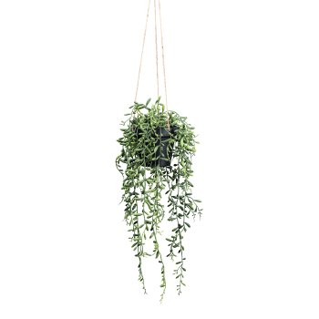 Senecio herreianus hanging pot ca 55cm green, plastic in hanging pot 12x11cm