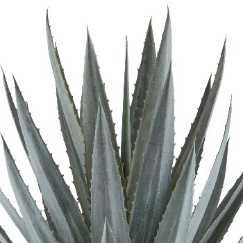 Agave tequilana x30, ca 110cm grüngrau, im Kunststofftopf 27x27cm grau mit Erde