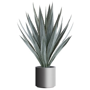 Agave tequilana x30, ca 110cm grüngrau, im Kunststofftopf 27x27cm grau mit Erde