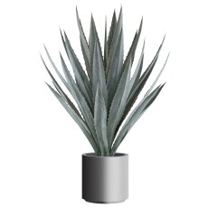 Agave tequilana x30, ca 110cm grüngrau, im Kunststofftopf 27x27cm grau mit Erde