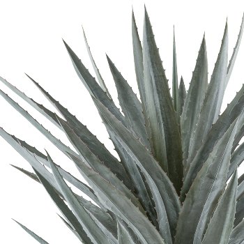 Agave tequilana x44, approx. 125cm green-grey, in plastic pot 34x34cm grey with soil