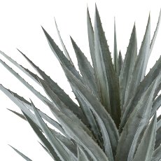 Agave tequilana x44, approx. 125cm green-grey, in plastic pot 34x34cm grey with soil