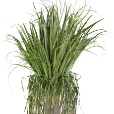 Beaucarnea ca 125cm, green, in plastic pot 15x14cm