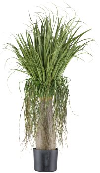 Beaucarnea ca 125cm, green, in plastic pot 15x14cm