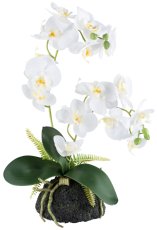 Phalaenopsisarrangement x2, ca 45cm weiß, 18 Blüten, auf Erdballen 14x8cm,Real Touch