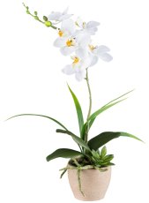 Phalaenopsisarrangement x1, ca 45cm weiß, 6 Blüten, im Zementtopf 9x7,5cm braungrau,