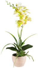 Phalaenopsisarrangement x1, ca 45cm grün, 6 Blüten, im Zementtopf 9x7,5cm braungrau,
