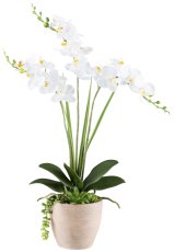 Phalaenopsisarrangement x3, ca 55cm weiß, 18 Blüten, im Zementtopf 13x12cm braungrau,