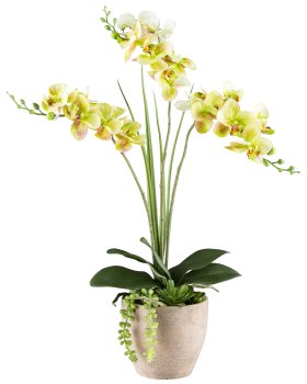 Phalaenopsisarrangement x3, ca 55cm grün, 18 Blüten, im Zementtopf 13x12cm braungrau,