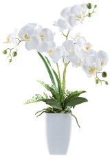 Phalaenopsis x3, ca 67cm weiß 18 Blüten, in Keramikvase 11,5x18cm weiß, Real Touch